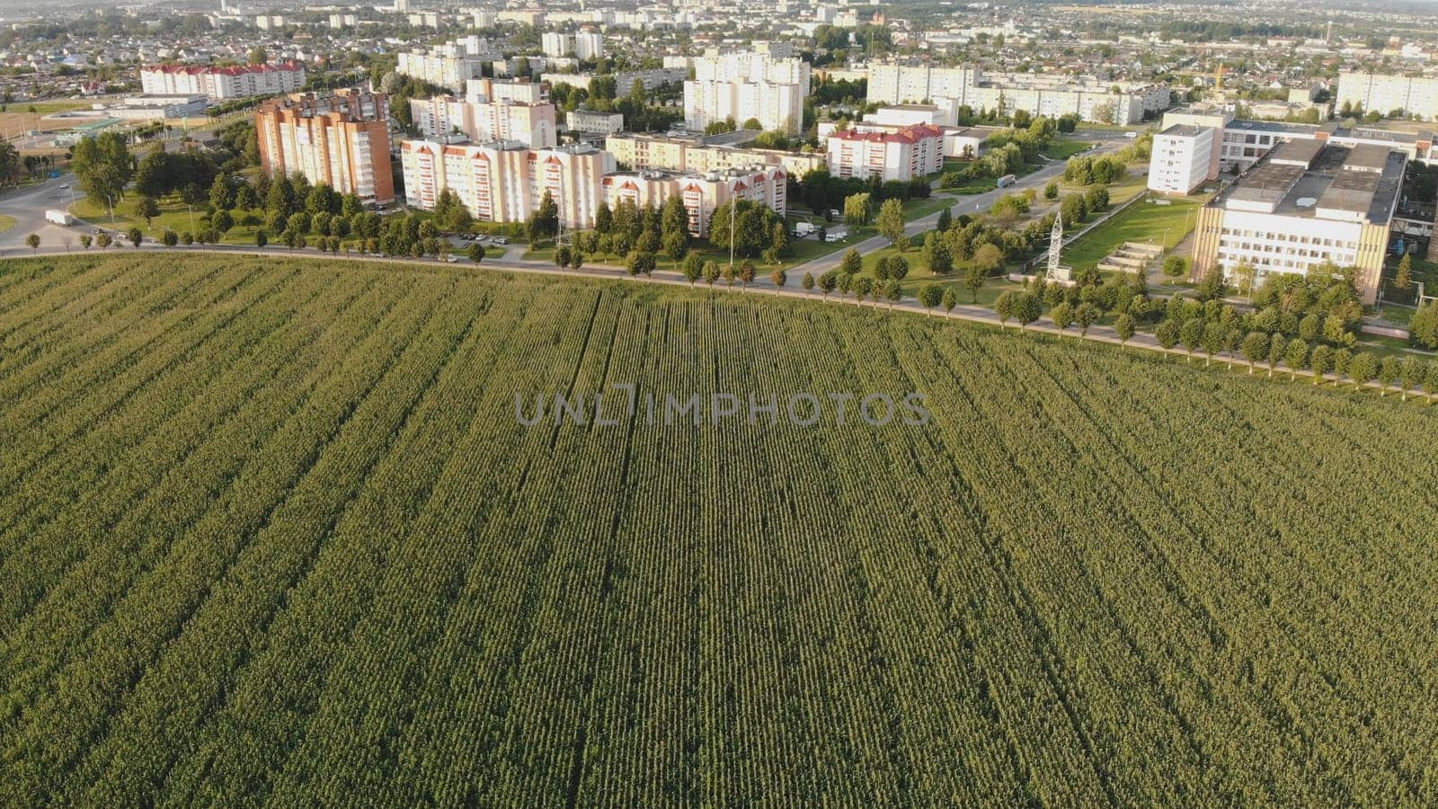 A cornfield of green by the city. Drone video. by DovidPro