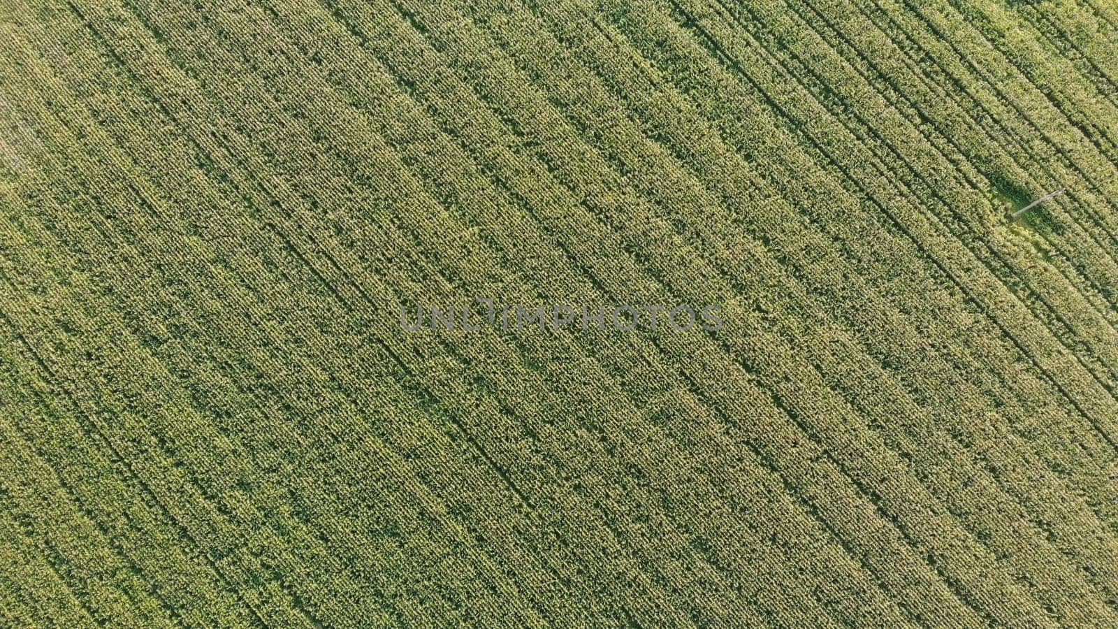 Aerial view with a drone of a field of corn flowered perfectly sown. by DovidPro
