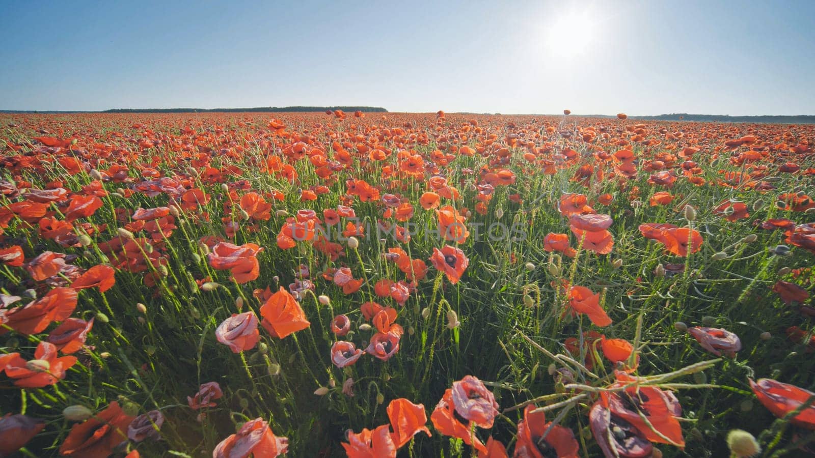 A large field of red poppy flowers at sunset