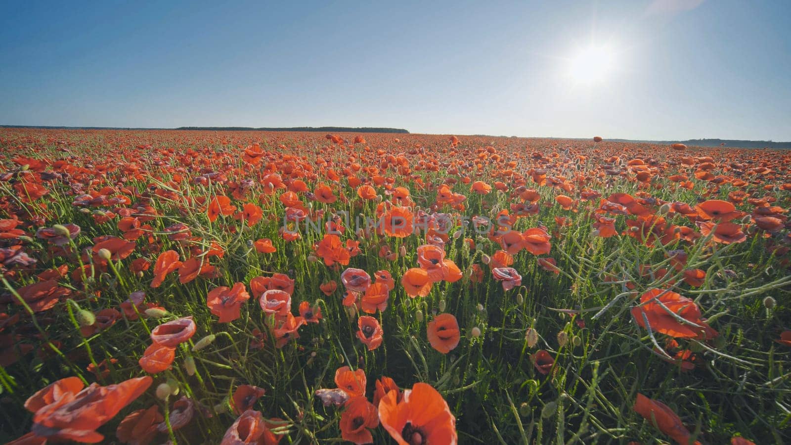 A large field of red poppy flowers at sunset. Smooth movement. by DovidPro