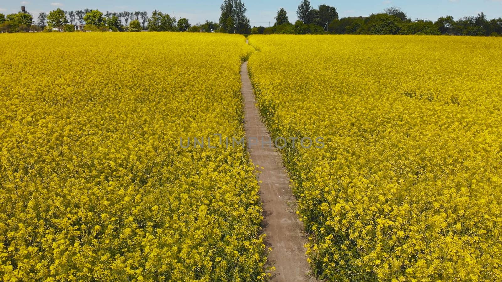 A path in a field of rapeseed on a spring day. by DovidPro