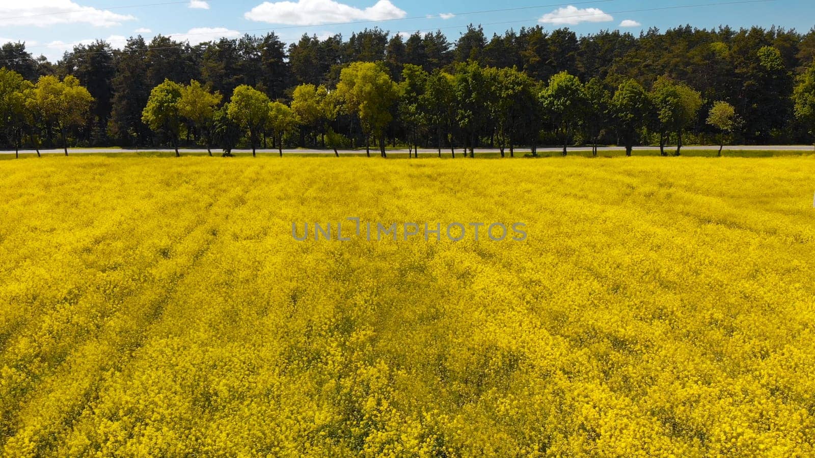 A field of rapeseed next to the road and woods