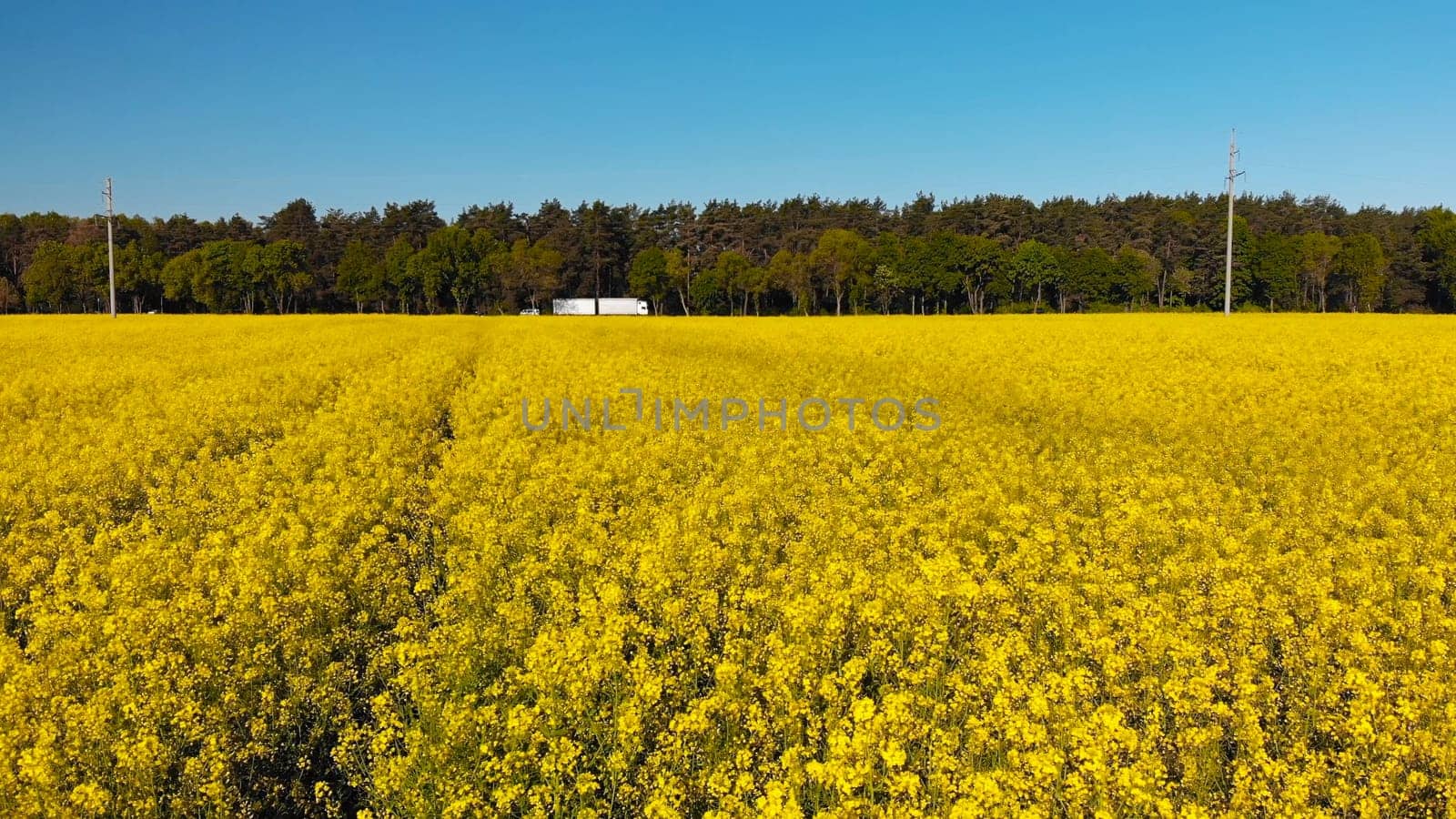 A field of rapeseed next to the road and woods