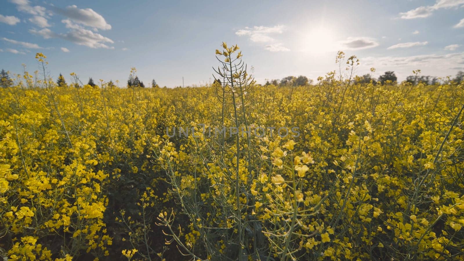 Rapeseed flowers at sunset. Video using a slider