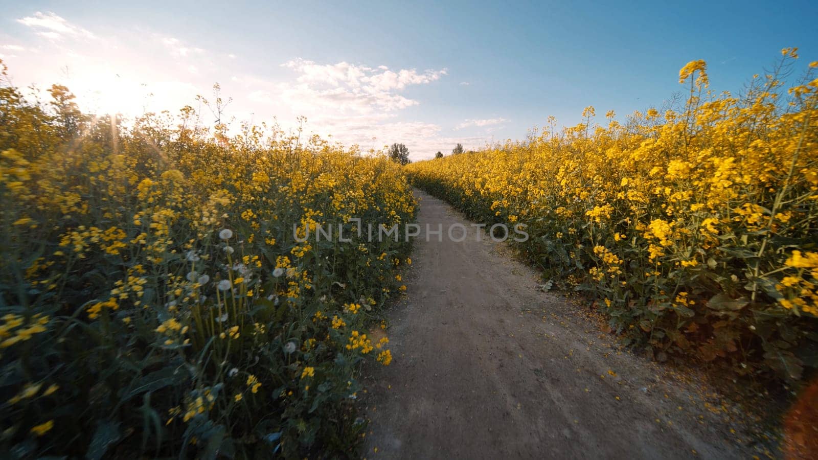 Rapeseed flowers at sunset. Video using a slider. by DovidPro