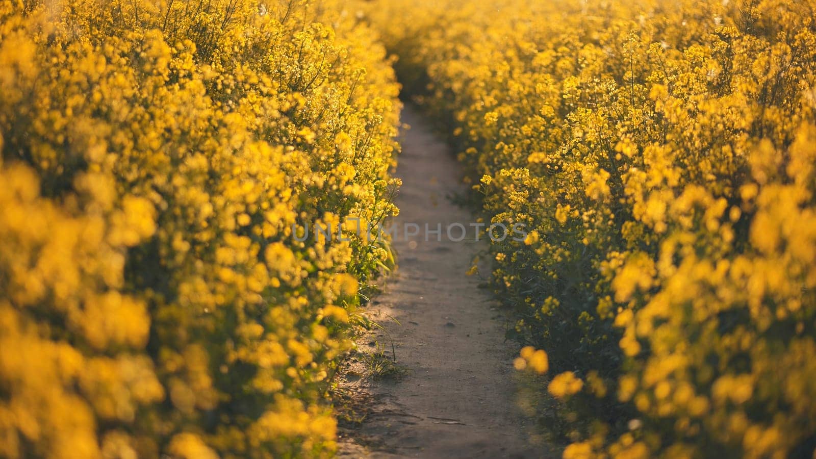 A path in a field of rapeseed on a spring day. by DovidPro