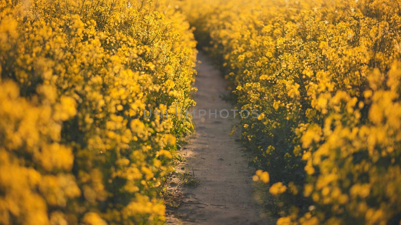 A path in a field of rapeseed on a spring day