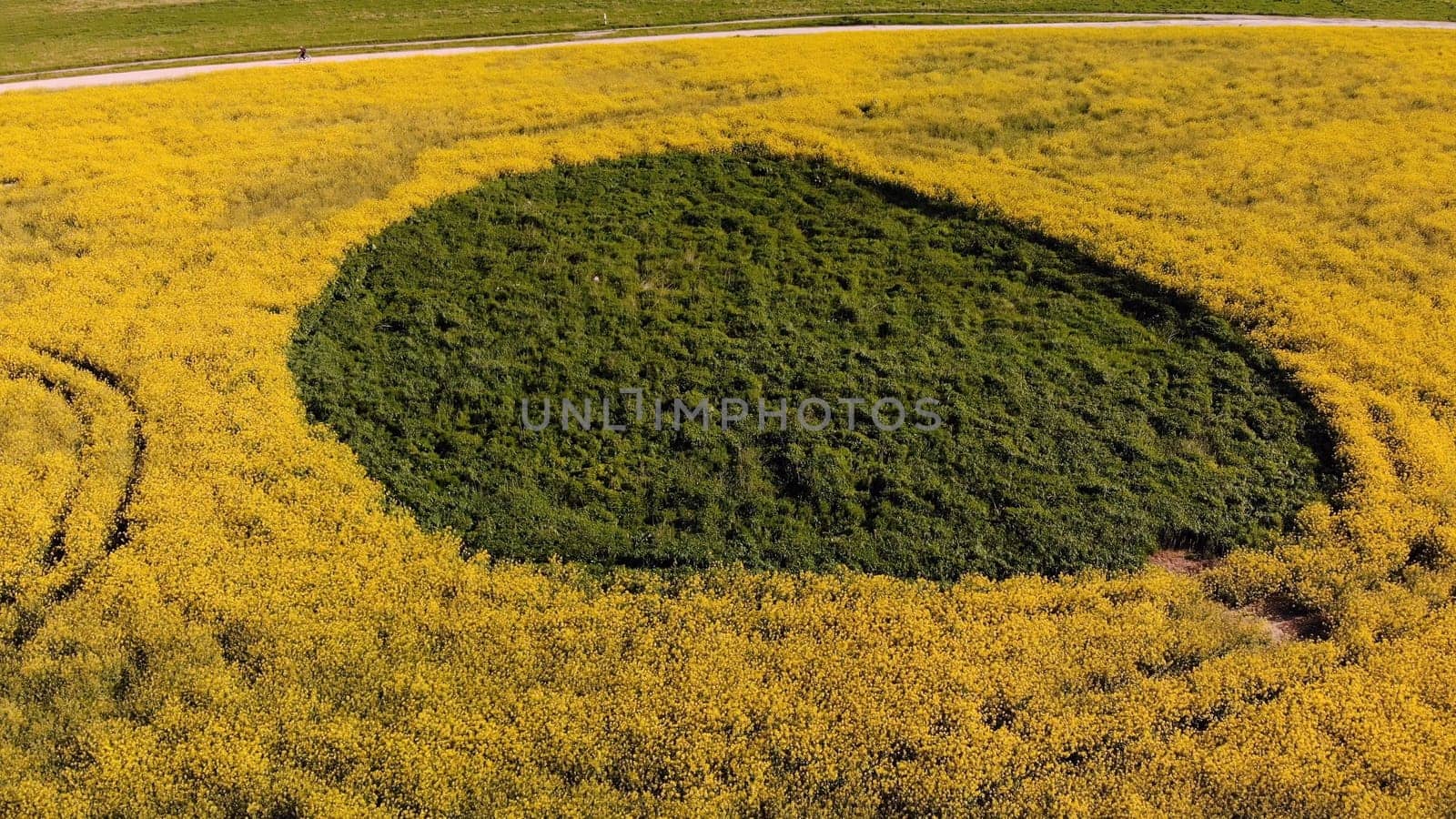 A wetland spot in a field of rapeseed. Drone view
