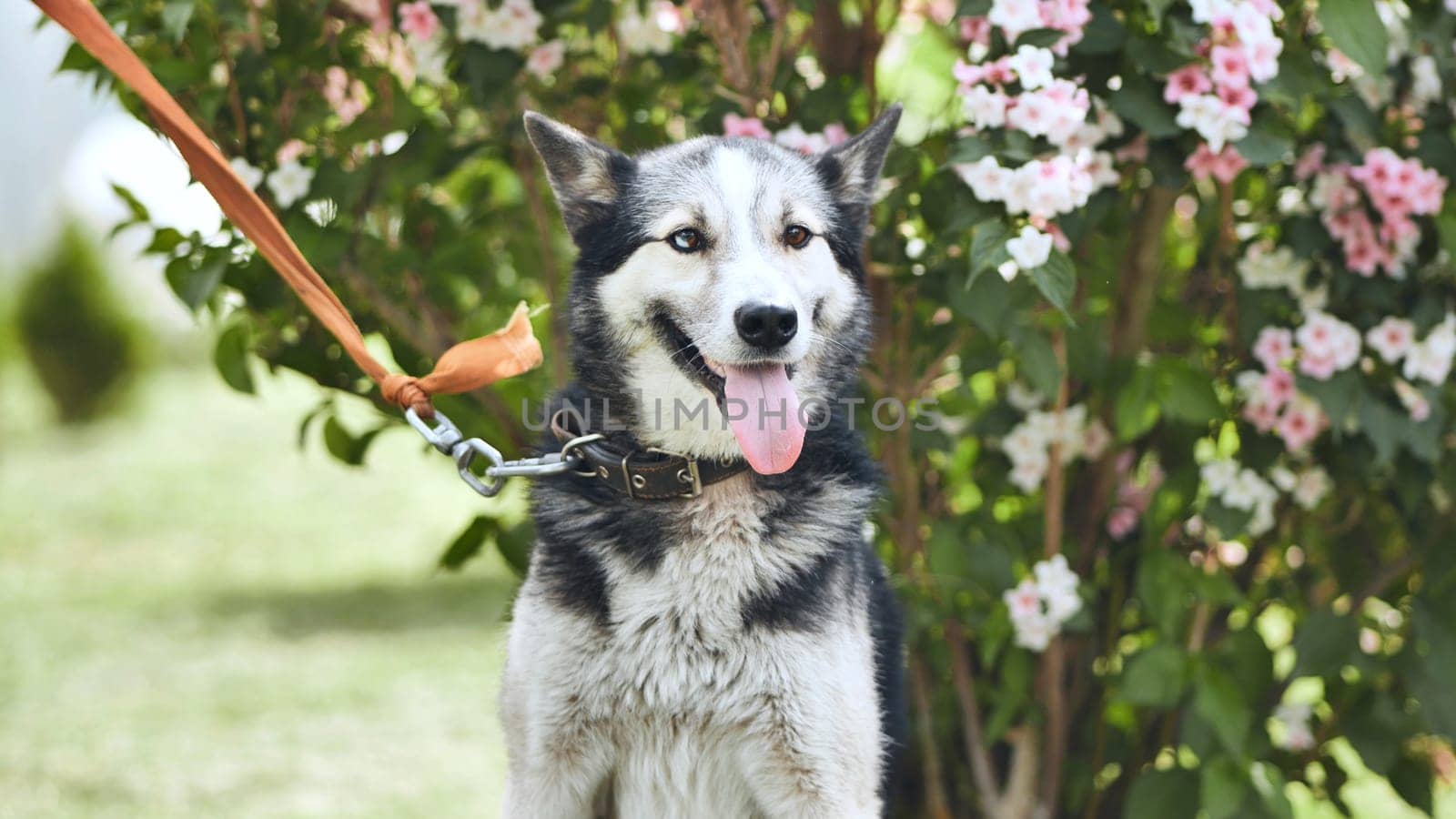 Husky dog in the background of beautiful bush flowers. by DovidPro