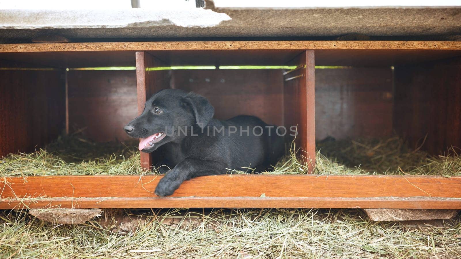 Funny black puppy in a kennel in the village