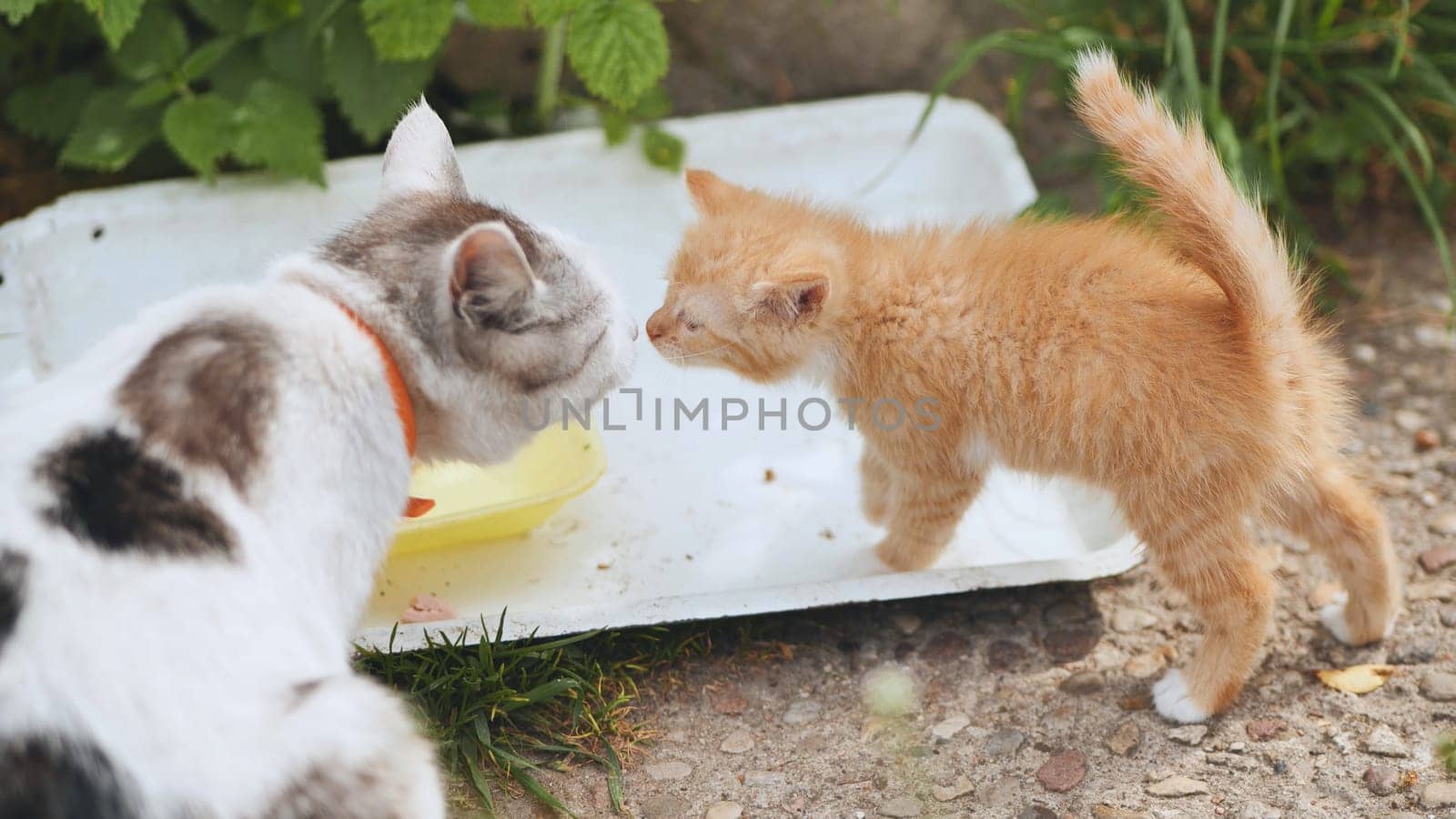 An adult cat hurts a red-haired kitten. by DovidPro
