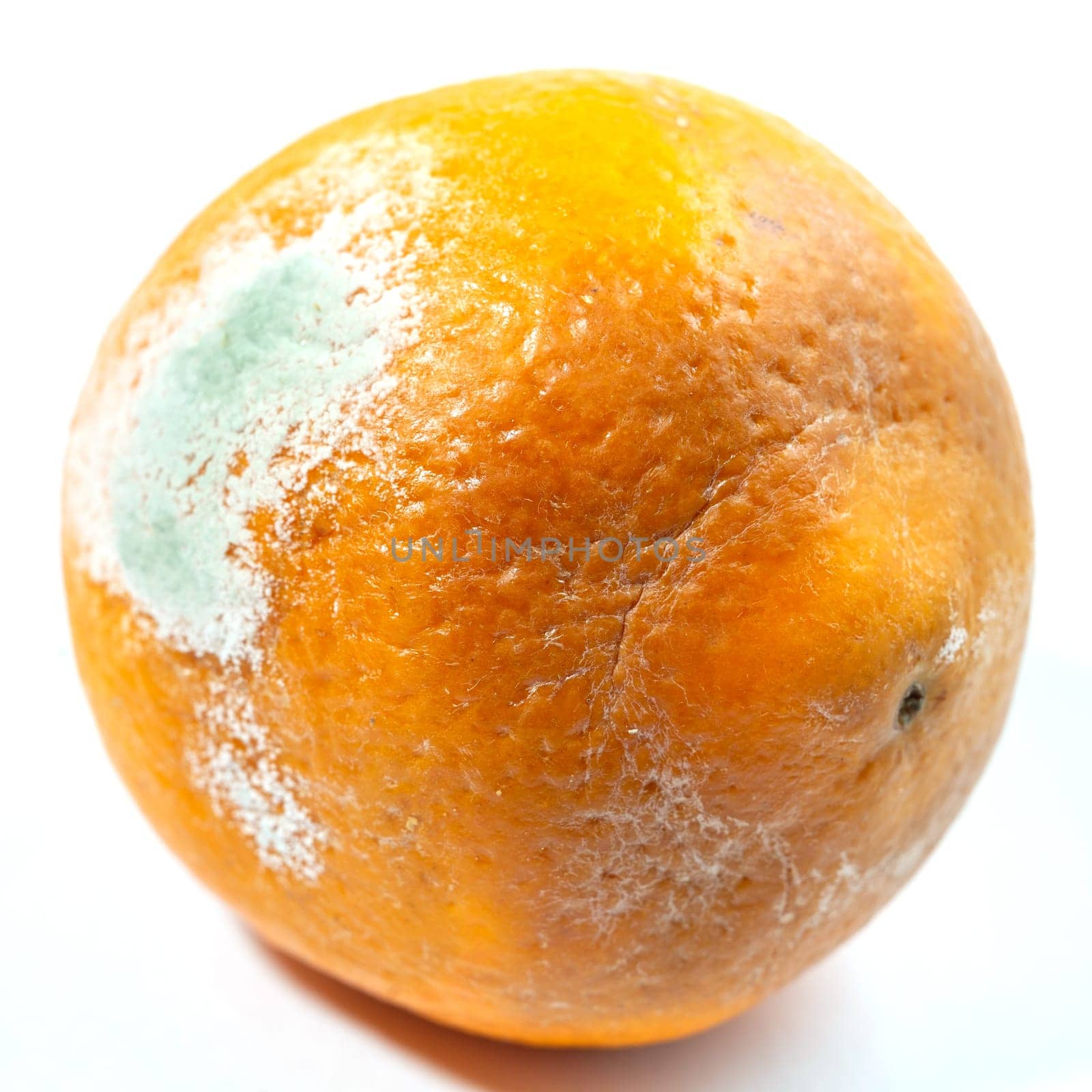 A moldy orange on a white background.