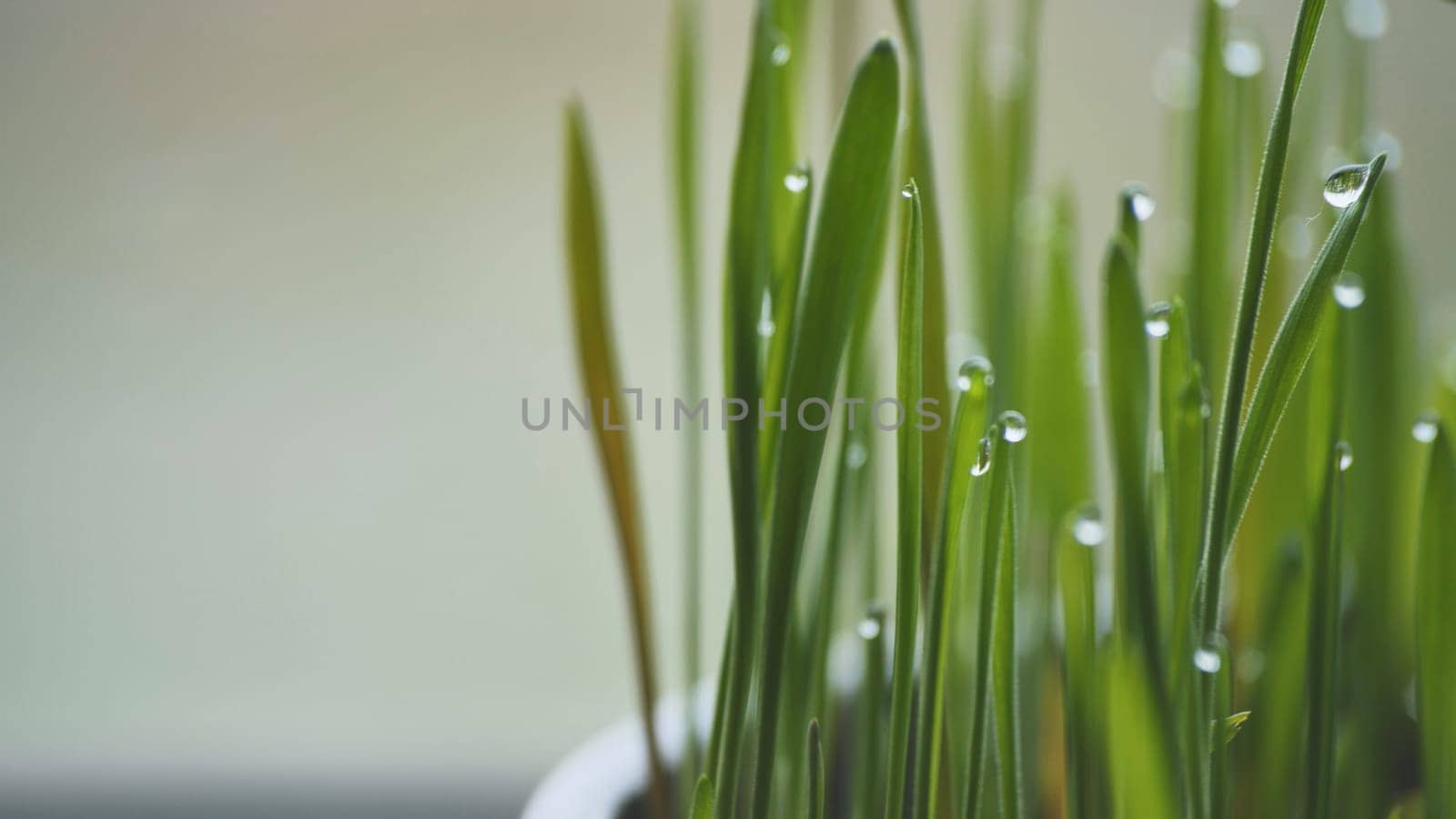 Young sprouts of grass with dew. Close-up view. by DovidPro