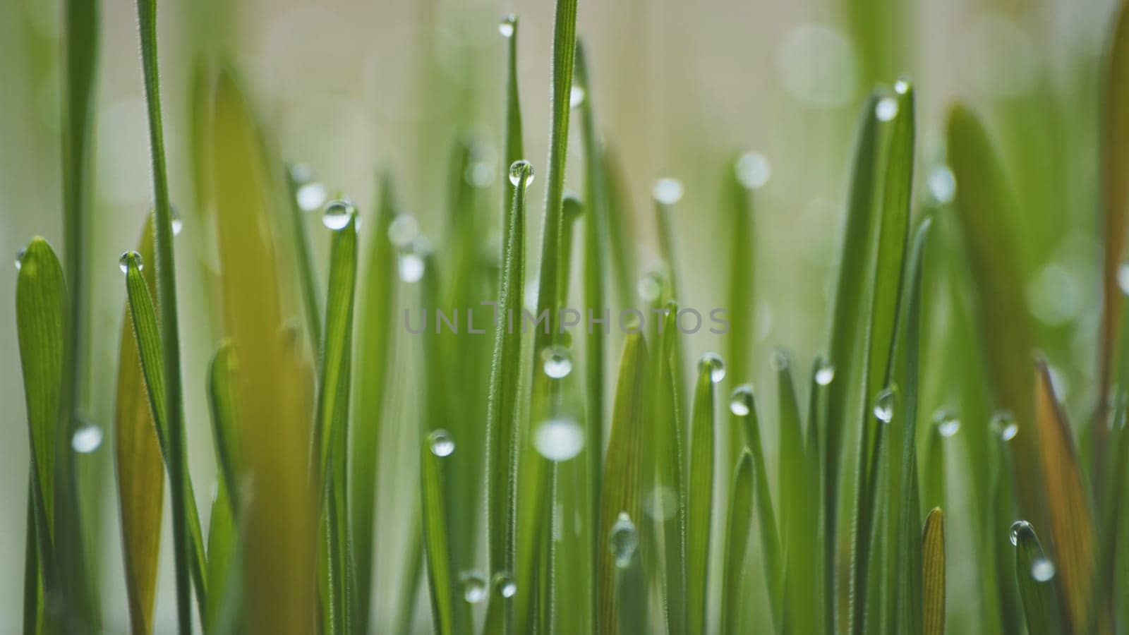 Young sprouts of grass with dew. Close-up view