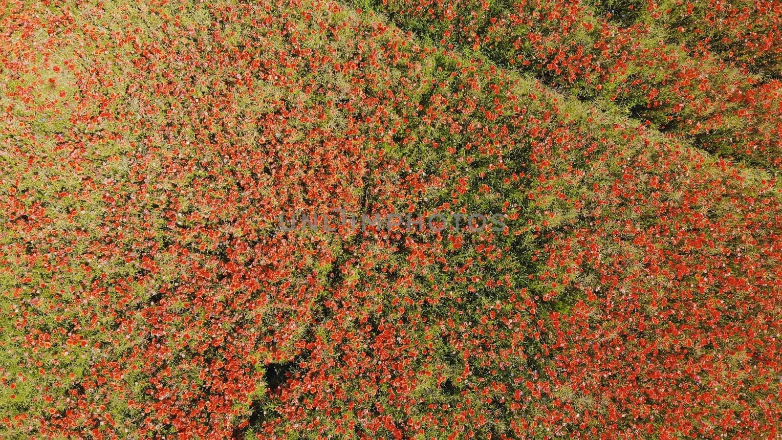 A red field of poppy flowers. Drone video. by DovidPro