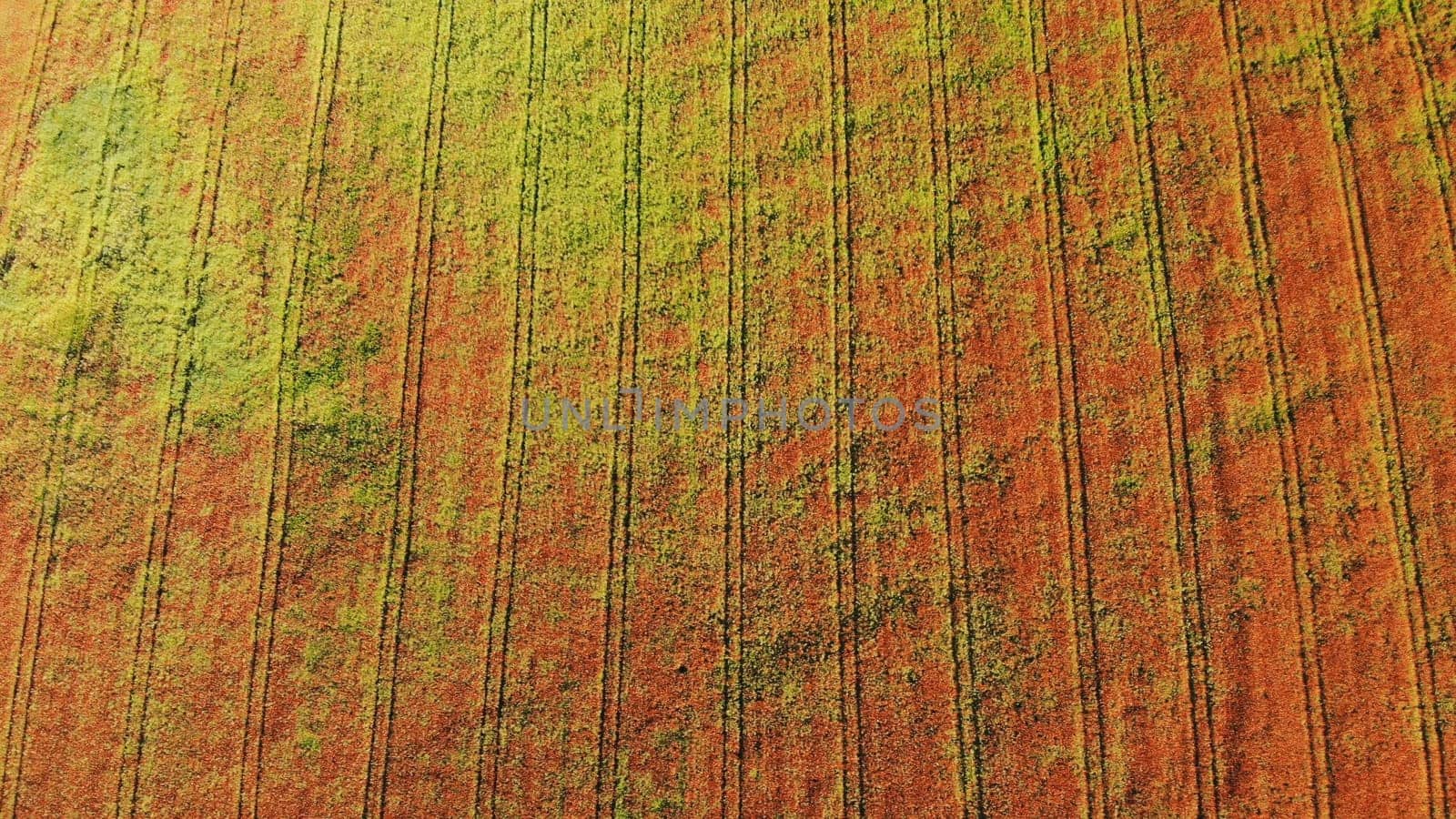 A red field of poppy flowers. Drone video