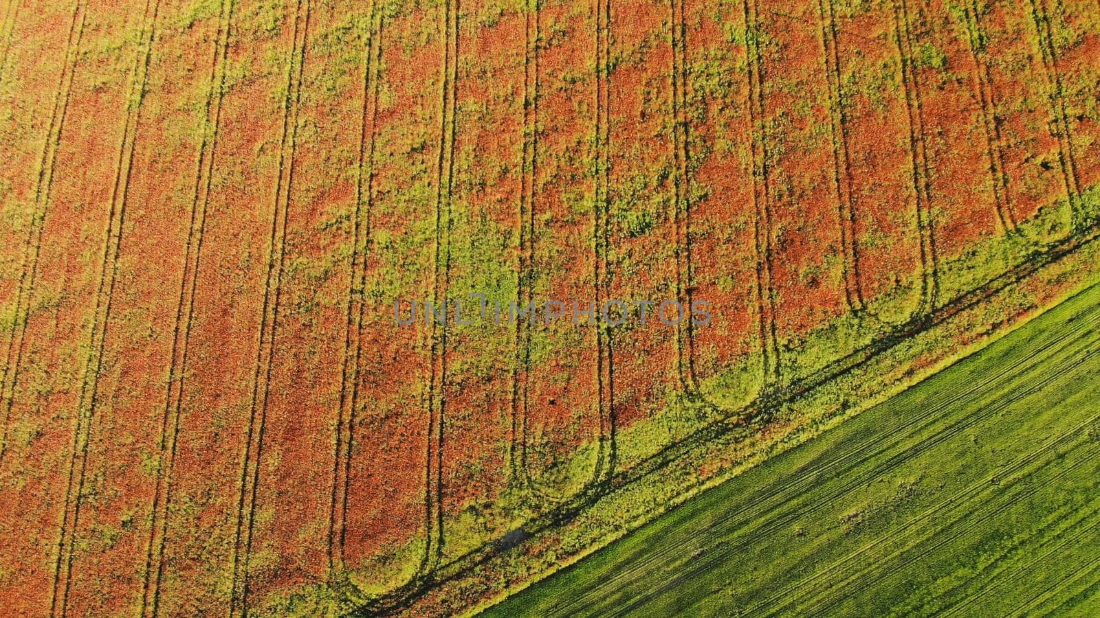 A red field of poppy flowers. Drone video