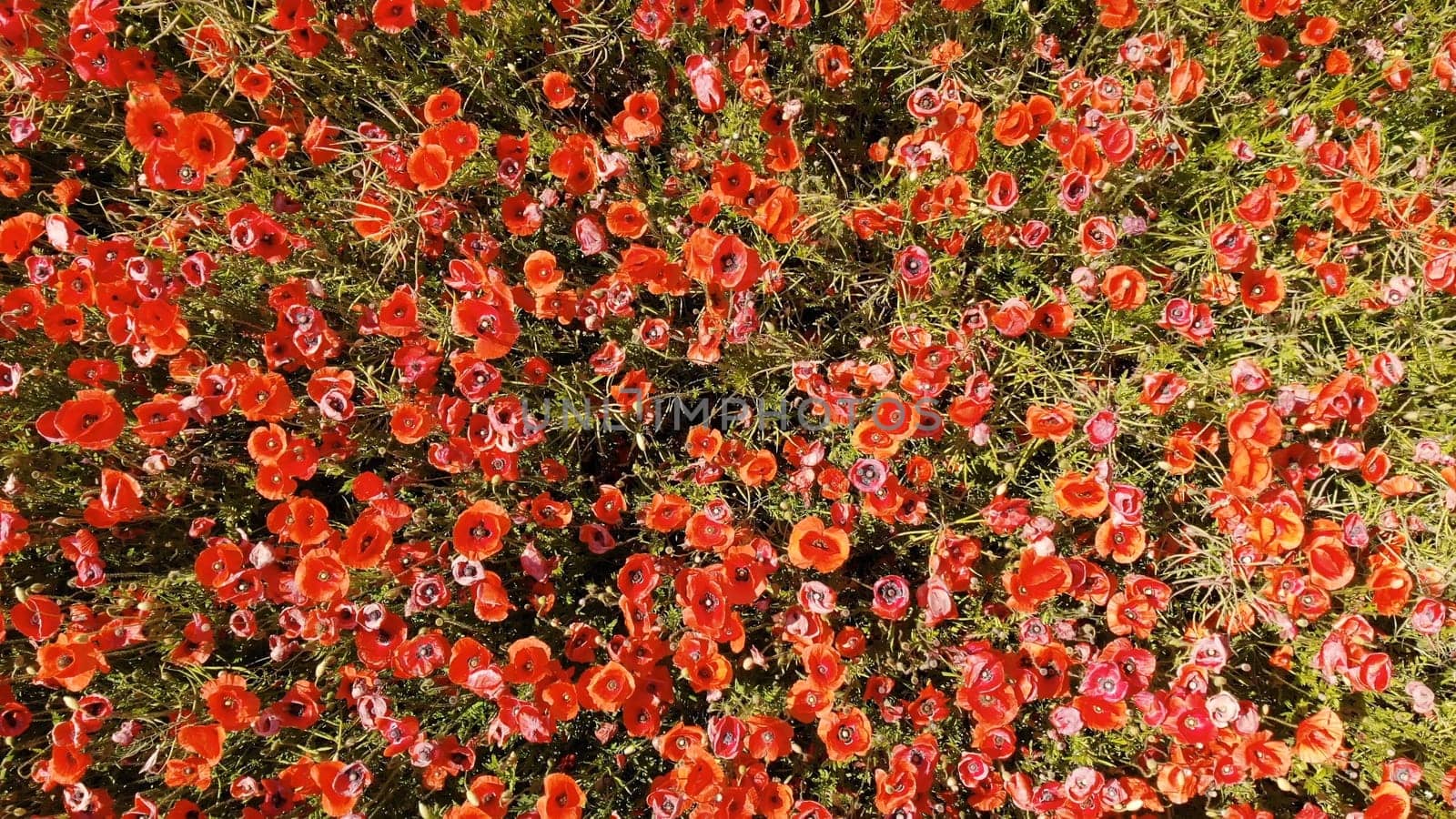 A red field of poppy flowers. Aerial view