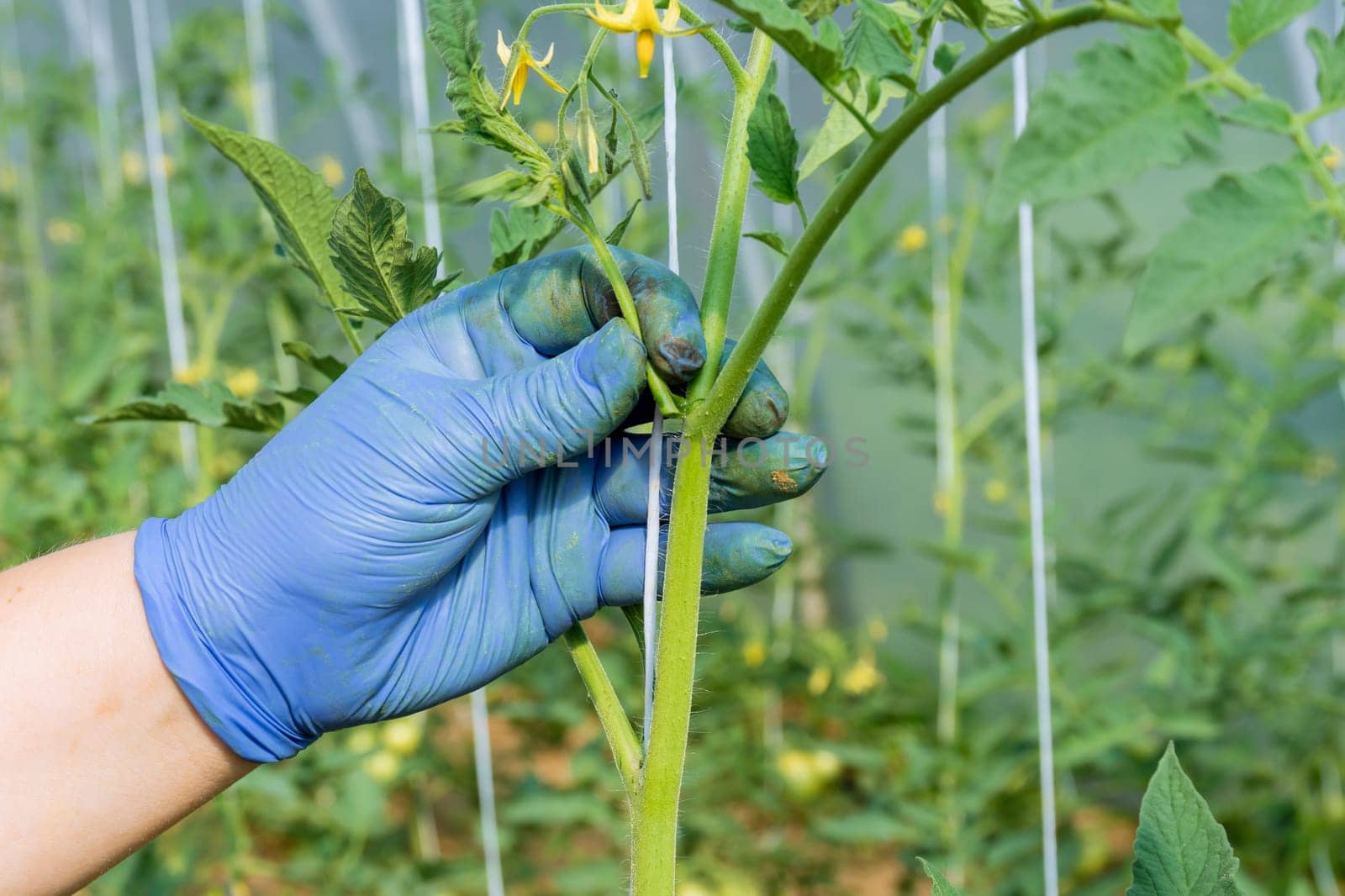 Removing tomato side shoots encourages plant to direct more energy towards fruit production. by Yaroslav