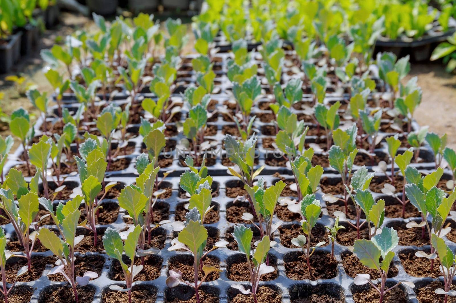 Seedlings of cabbage, broccoli or cauliflower, seedlings growing in a greenhouse.