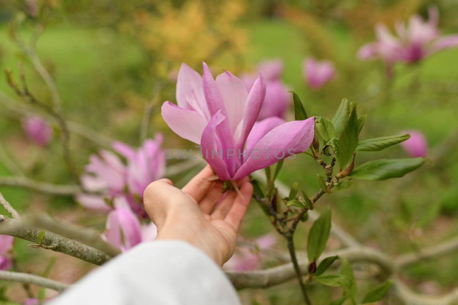 A woman's hand touches a magnolia flower on a tree