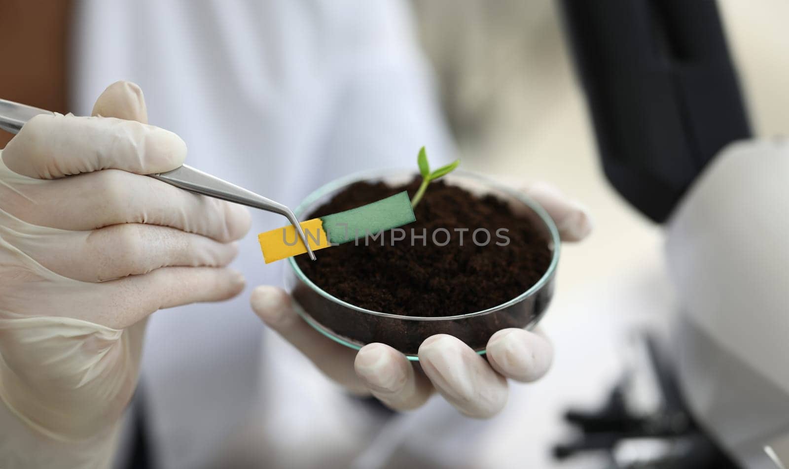 Laboratory assistant holding tongs for litmus paper. Litmus paper shows acidity, chemical analysis. Laboratory assistant analyzes soil. Technologist takes into account quality incoming raw materials