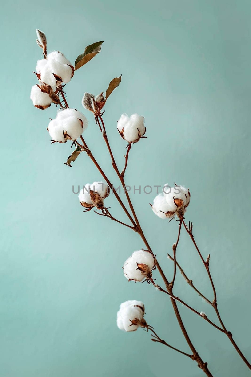 cotton flower branch. Selective focus. by mila1784