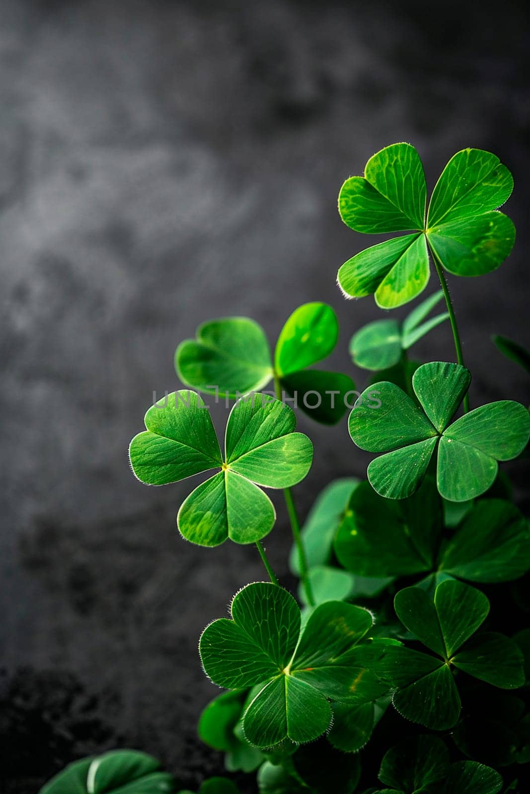 Real clover leaves for St. Patrick's Day. Selective focus. Nature.