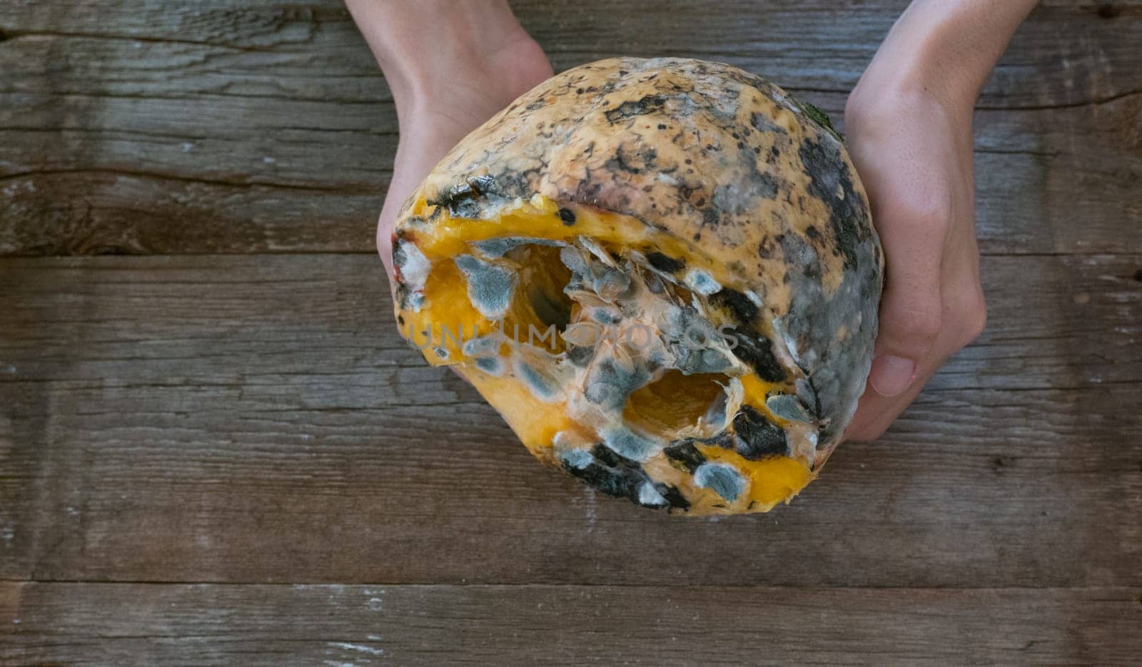 female hands holding a spoiled moldy pumpkin.