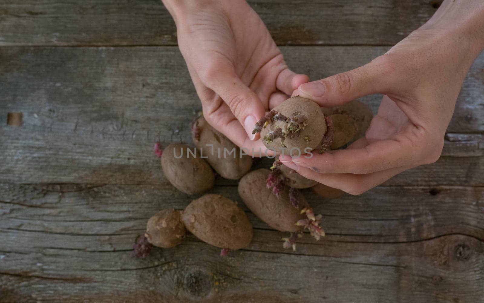 Female hands hold potatoes with sprouts on a wooden background. Seed potatoes for planting.