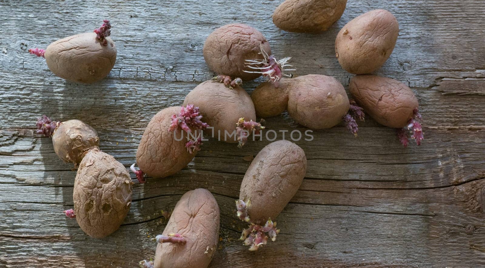 Potatoes with sprouts on a wooden background. Seed potatoes for planting. by Ekaterina34