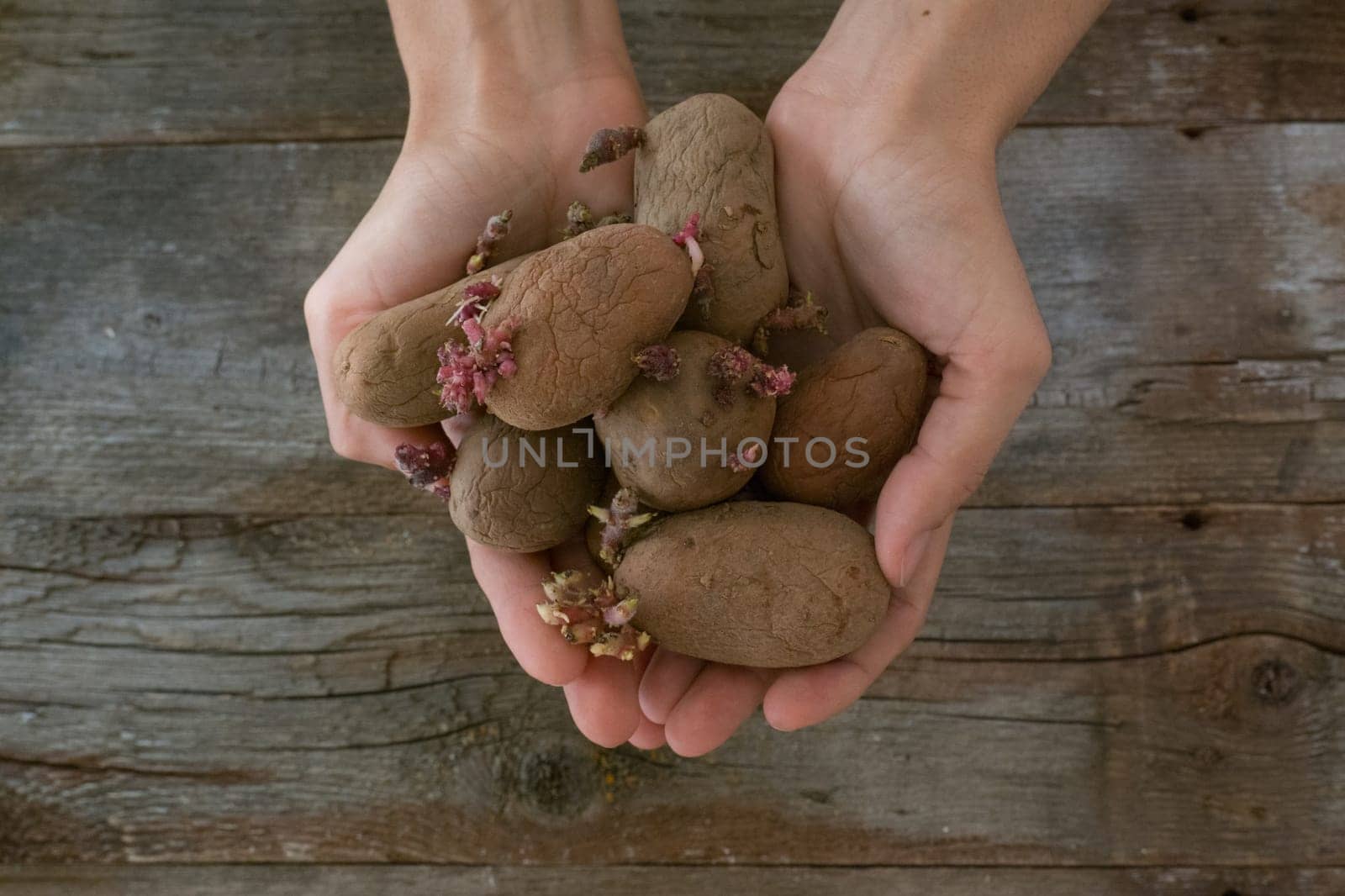 Female hands hold potatoes with sprouts on a wooden background. Seed potatoes for planting.