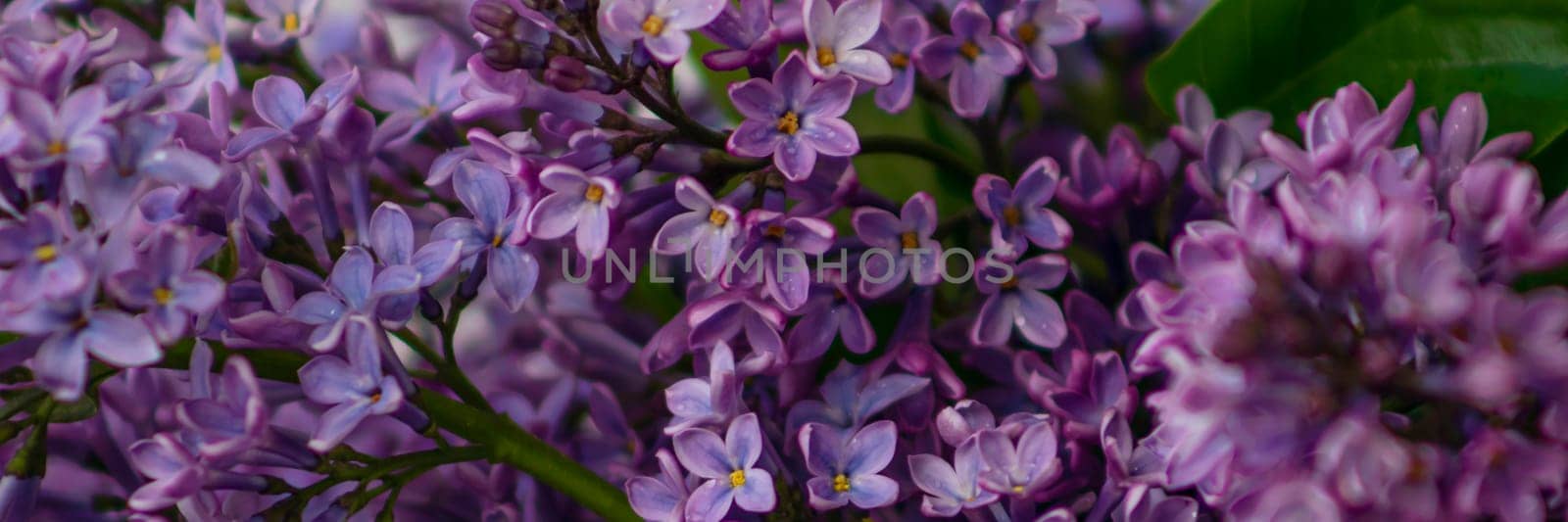 banner of background with spring blossom. spring or summer concept. Blooming lilac bush with tender tiny flower. Purple lilac flower on the bush. Summer time.