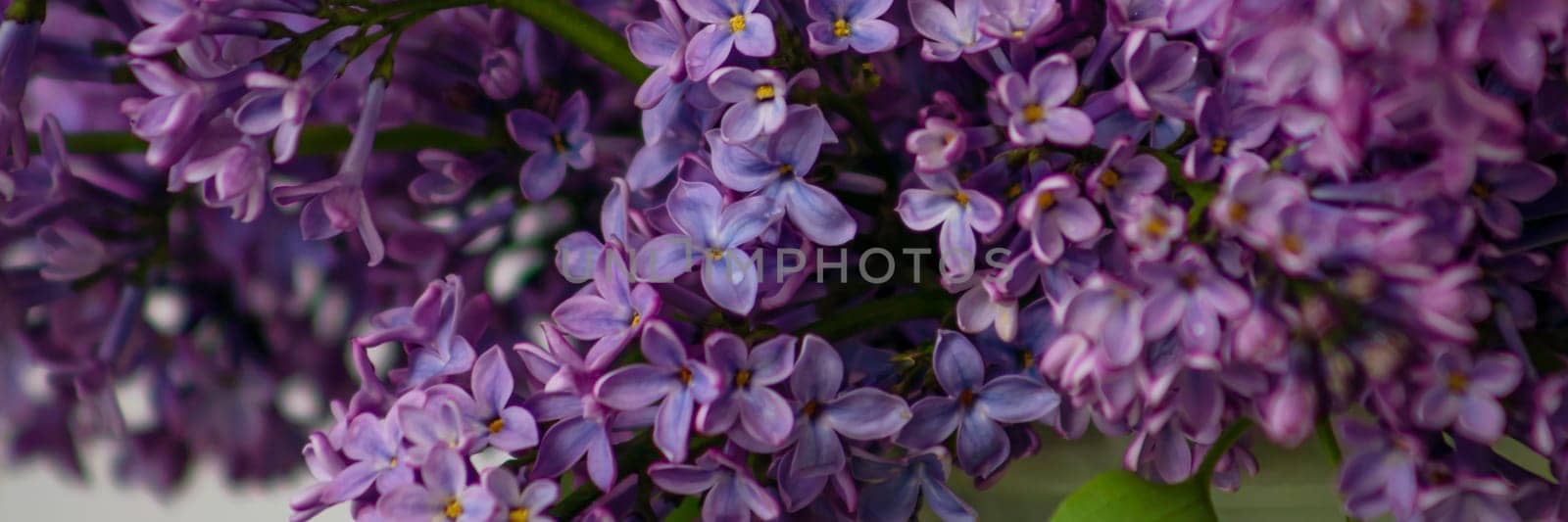 banner with background with spring blossom. spring or summer concept. Blooming lilac bush with tender tiny flower. Purple lilac flower on the bush. by Leoschka