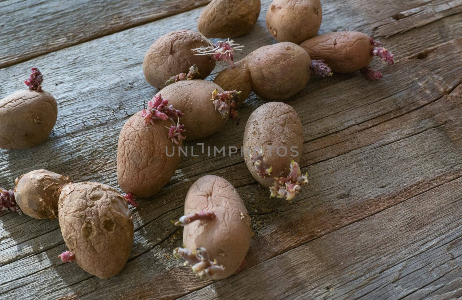 Potatoes with sprouts on a wooden background. Seed potatoes for planting. by Ekaterina34