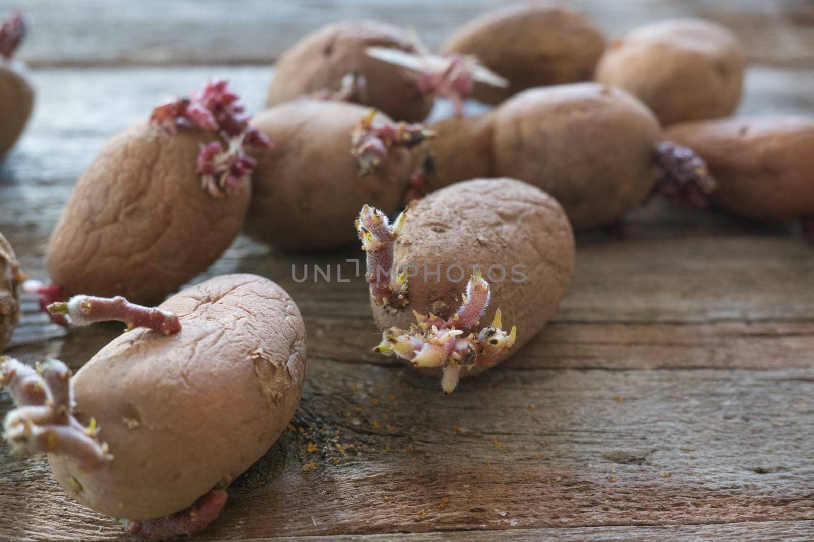 Potatoes with sprouts on a wooden background. Seed potatoes for planting. by Ekaterina34