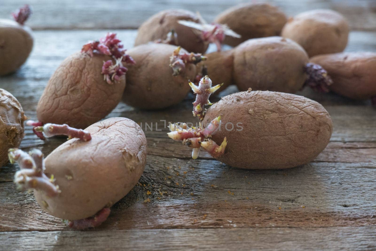 Potatoes with sprouts on a wooden background. Seed potatoes for planting