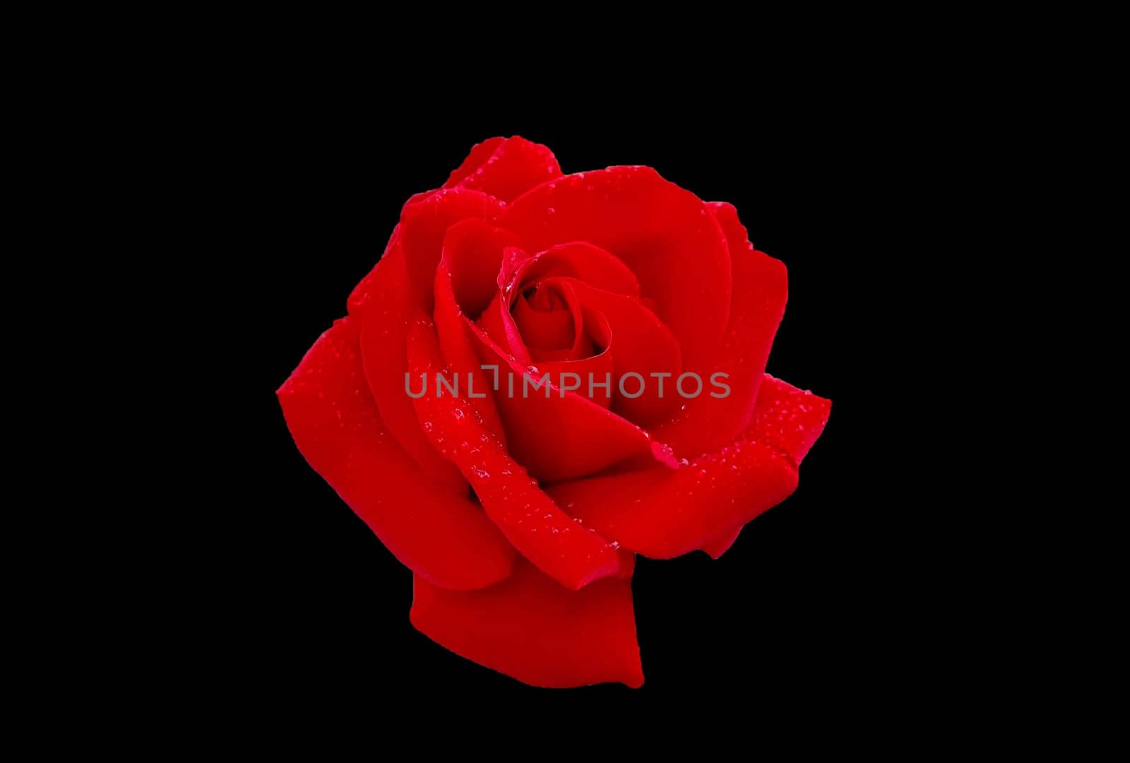 Beauty blooming red rose with dew, isolated on black. by EdVal