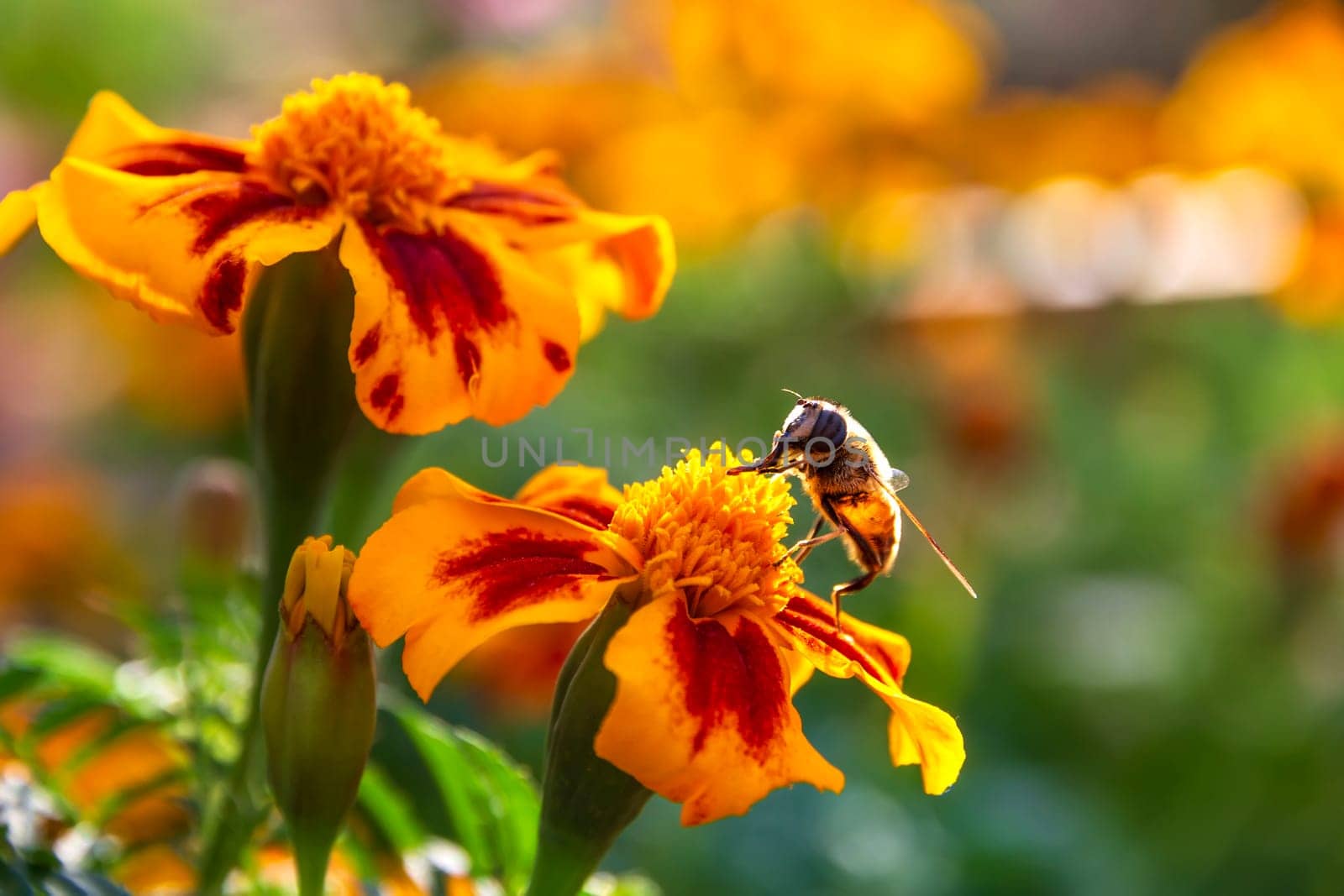 Close up of a bee on a colorful Marigold flower or Tagetes erecta.