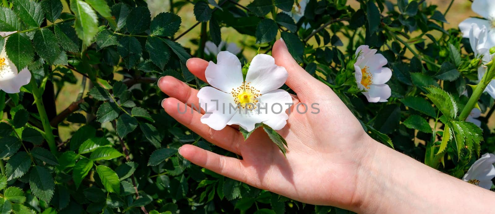 The hand of a young woman gently touches a branch with white flowers. The concept of spring, fragrances of perfume, and tenderness.  by EdVal