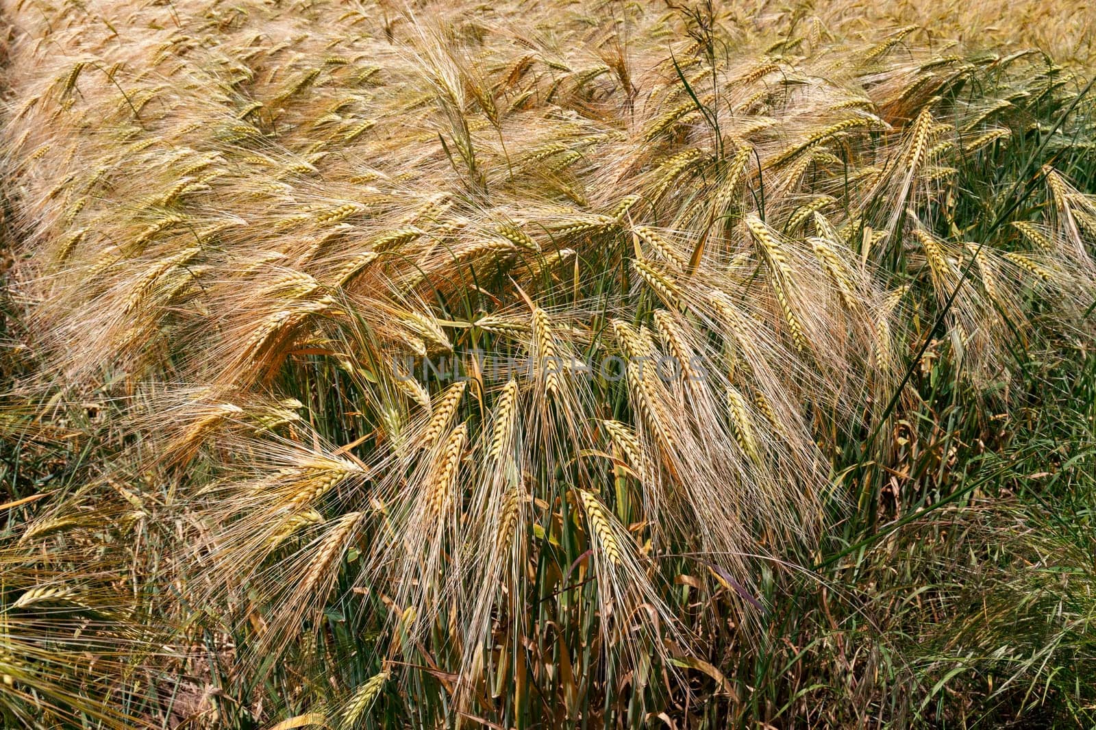 Natural background,  ears of wheat, the golden ripe field of wheat