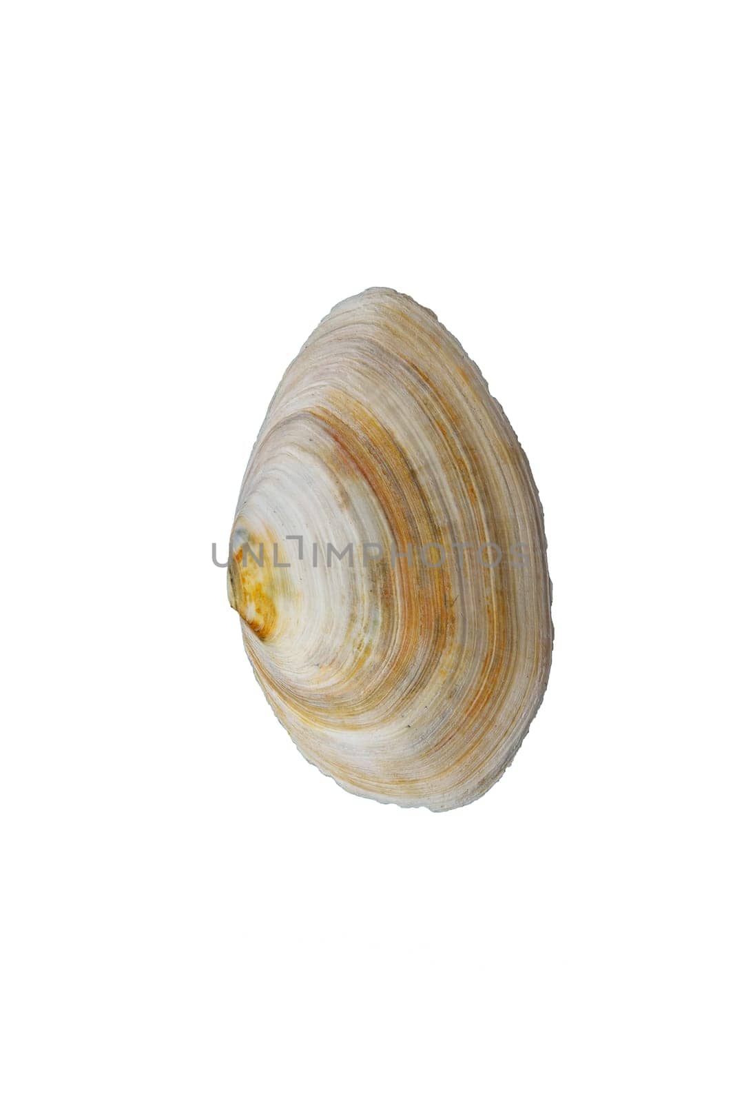 Sea big clam shell, isolated on white. Vertical view