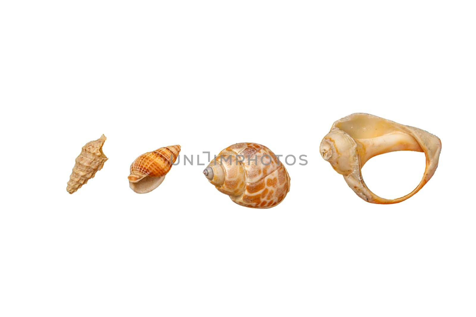 set of different snail shells, isolated on white by EdVal