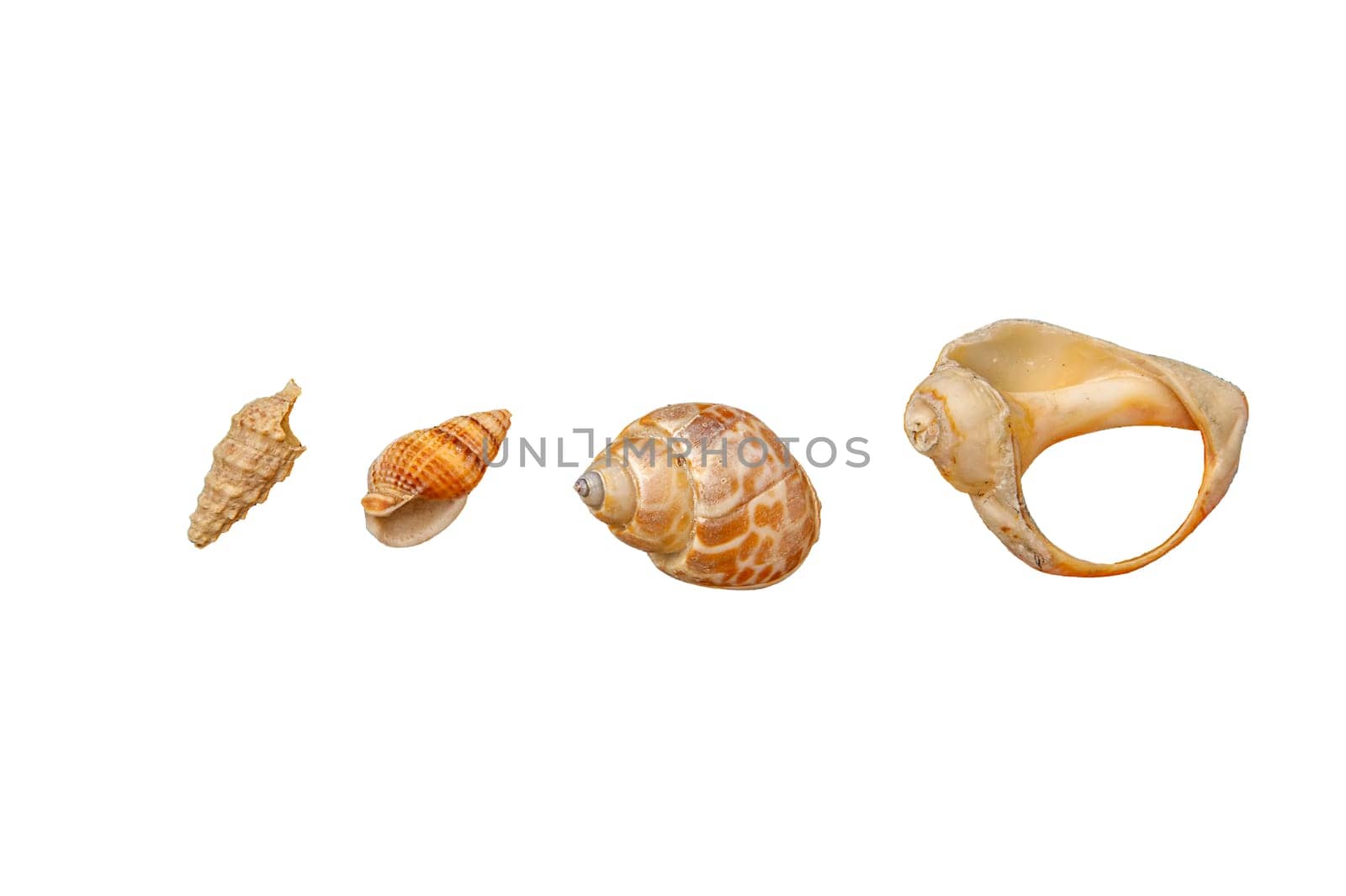 set of different snail shells, isolated on white