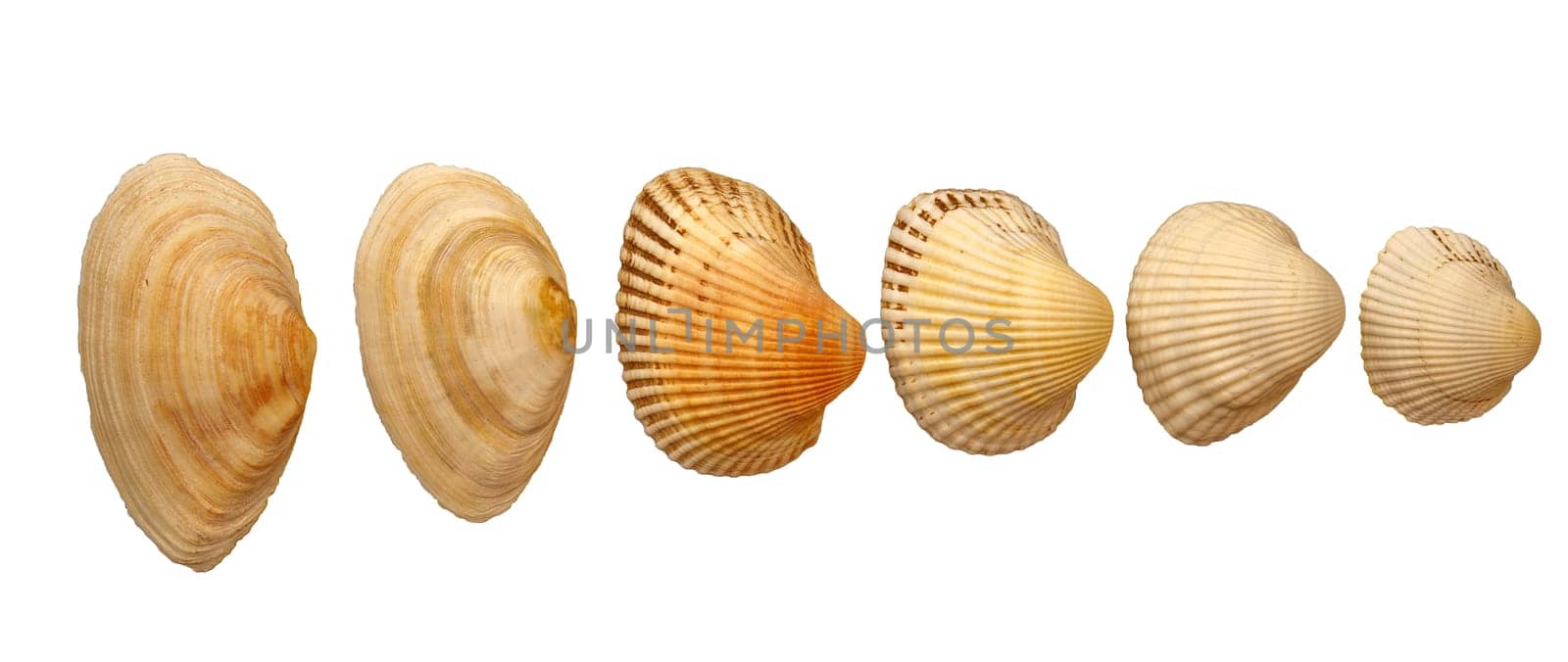 Sea clam shells, isolated on white