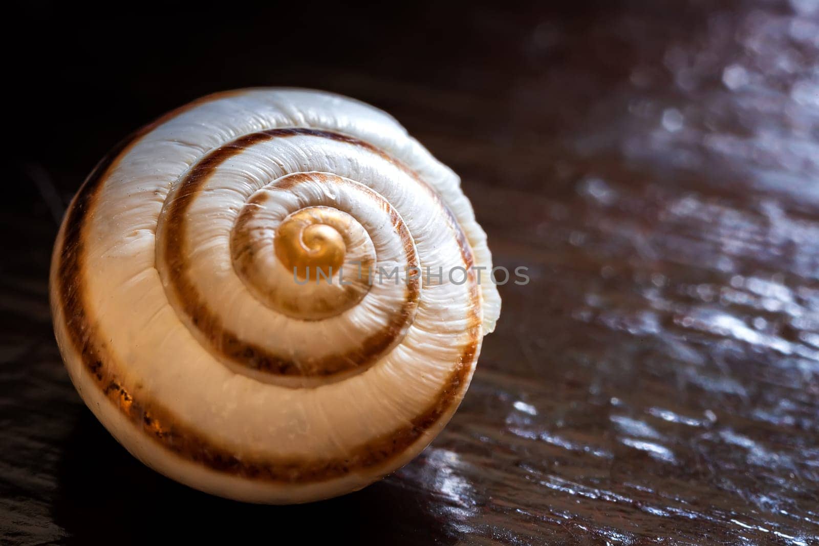 a beautiful macro view to the shell of a snail  by EdVal