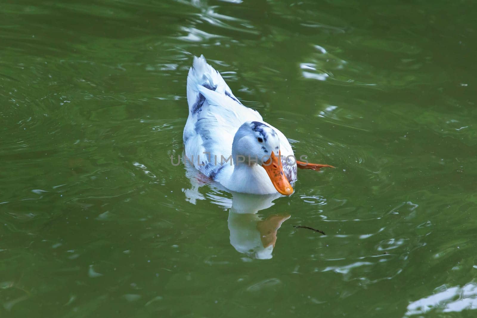 close up of white duck swimming on a lake
