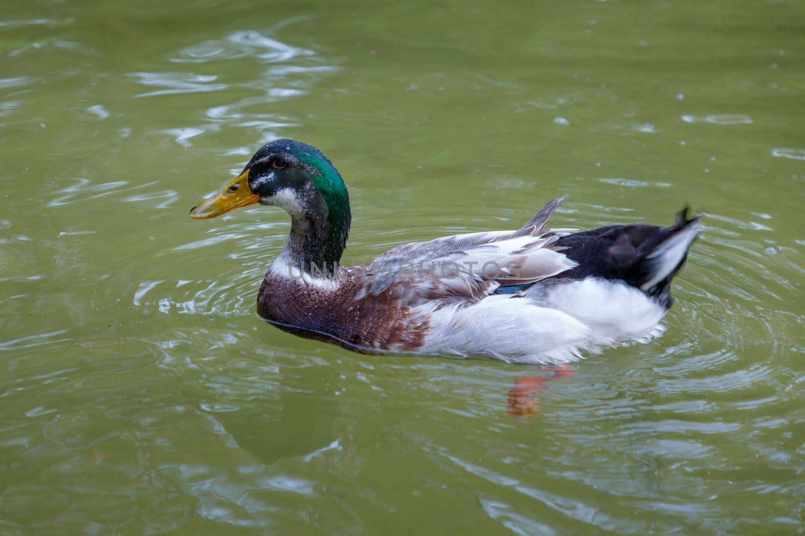 close up of color duck swimming on a lake by EdVal