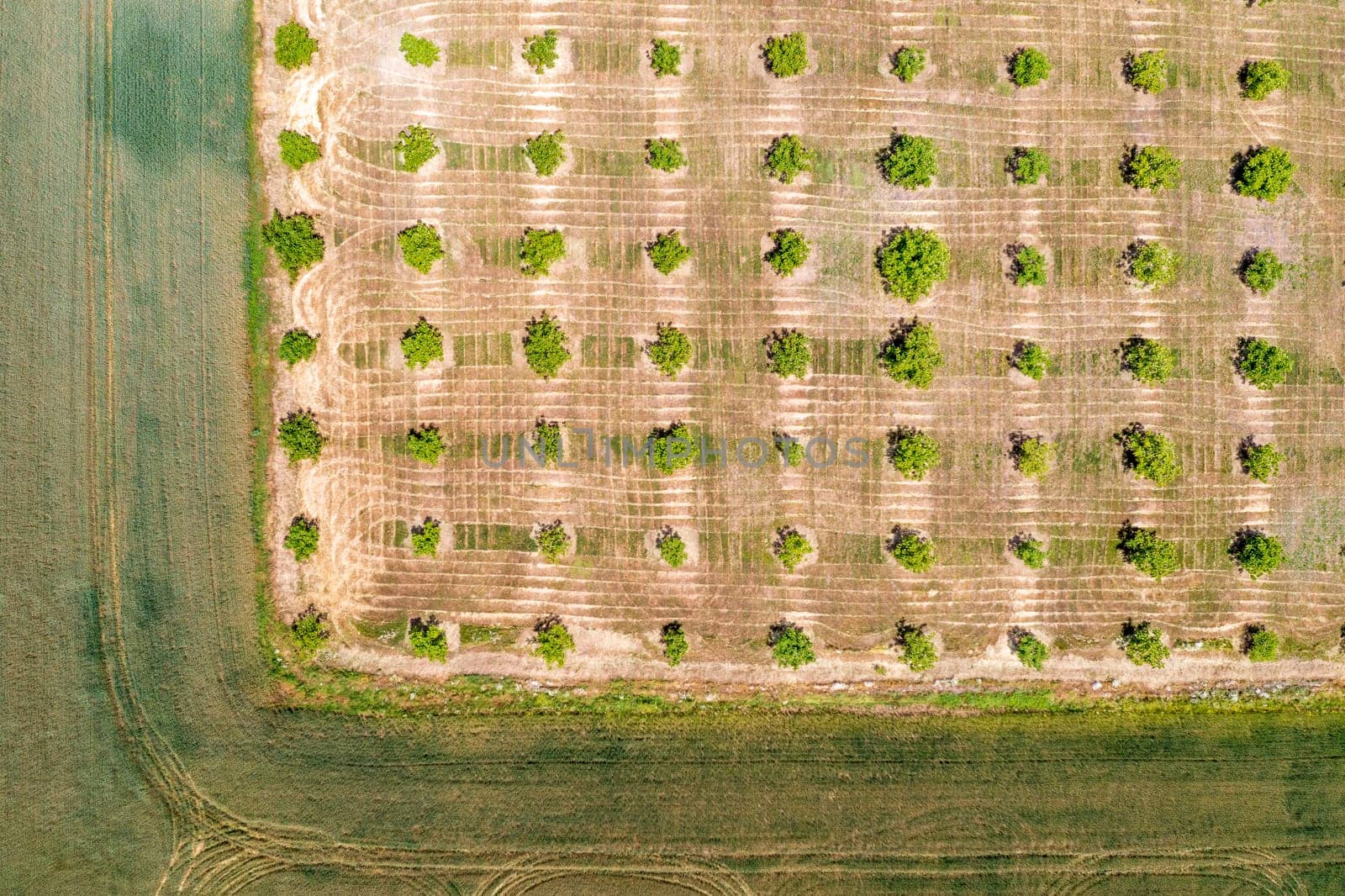 Aerial photography, top view of young trees rows. Agricultural fields, cultivated land.
