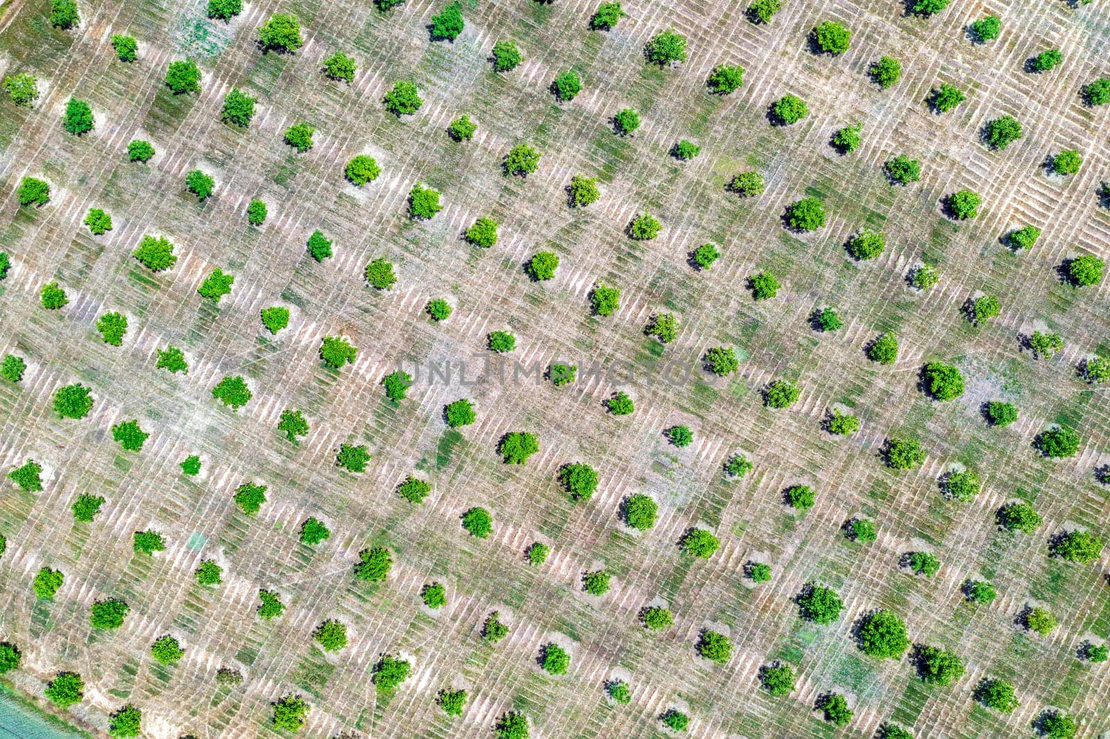 Aerial photography, top view of green trees rows. Agricultural fields, cultivated land. by EdVal